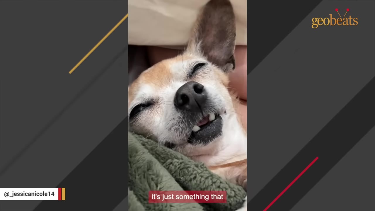 A close-up shot of a small tan and white Chihuahua sleeping peacefully with its eyes closed and tiny front teeth slightly visible.