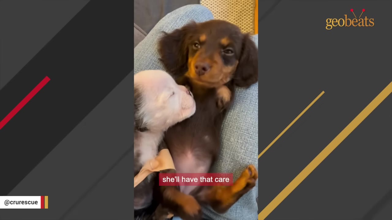 A small brown and tan dachshund puppy lies on its back on a person's lap next to a small white puppy resting its head on the dachshund's chest.