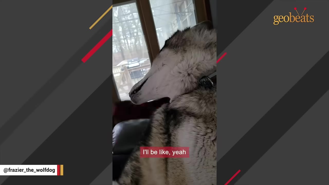 A close-up profile shot of Frazier, a wolfdog with thick grey and white fur, looking upwards indoors.