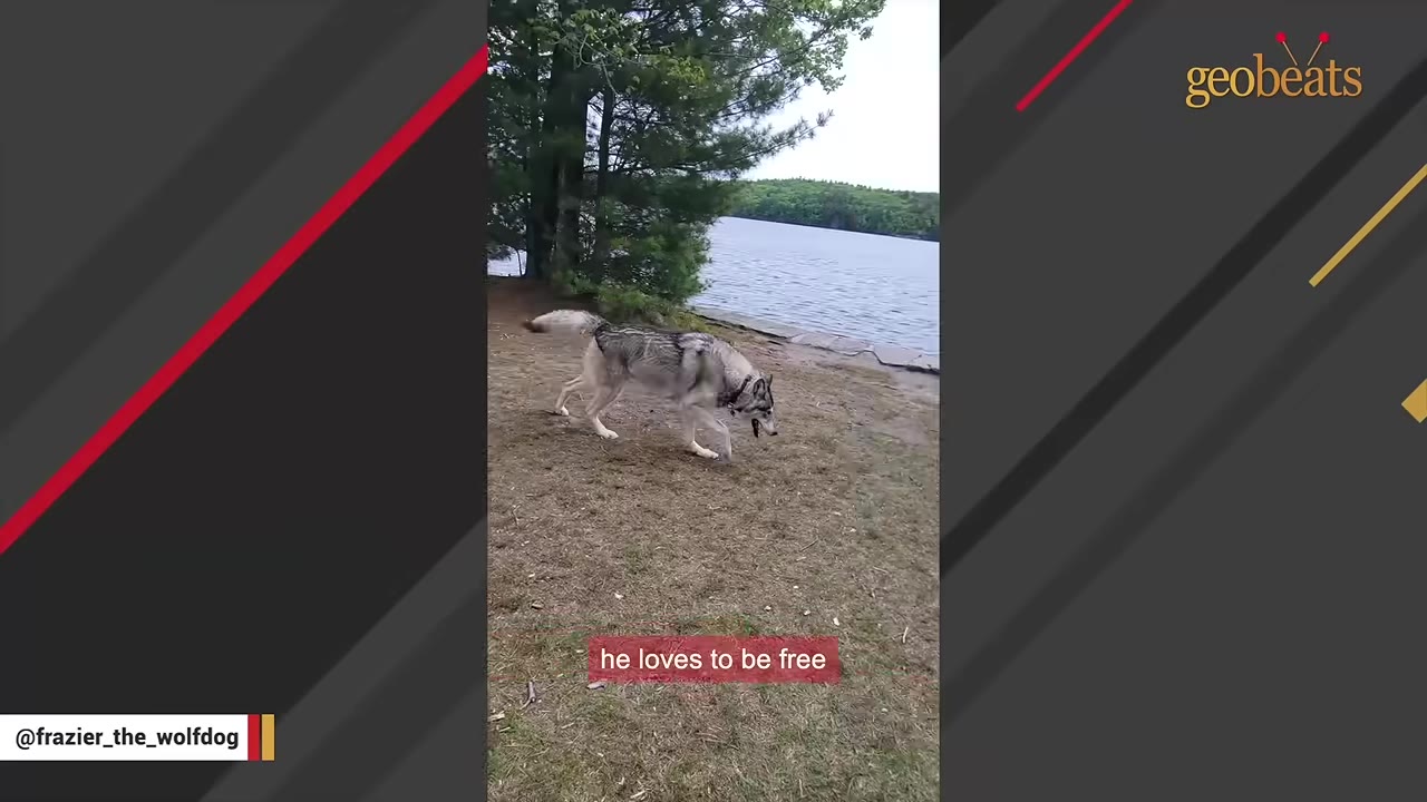 A wolfdog walking on a grassy shore next to a lake.