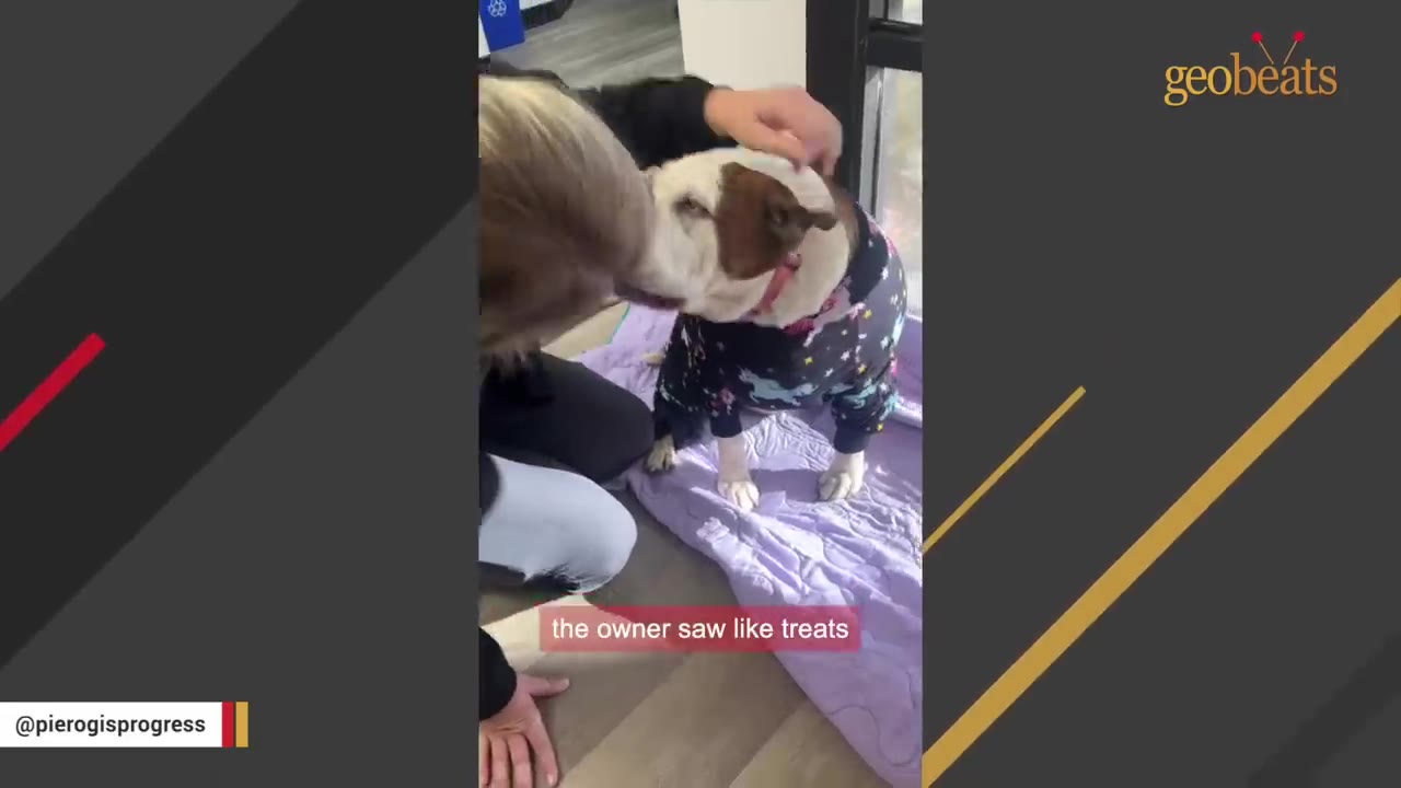 A woman kneels on the floor and kisses a brown and white dog wearing patterned pajamas on a purple blanket.