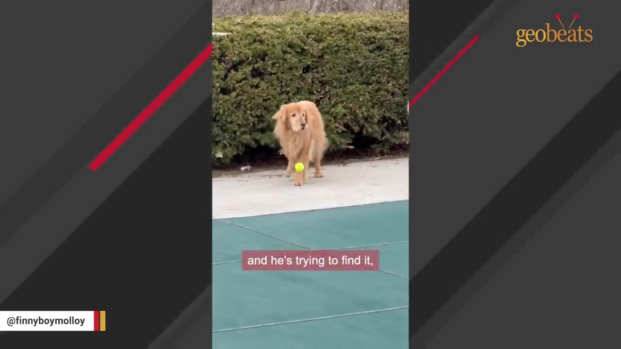 A golden retriever stands on a paved path near a green bush, looking down at a yellow tennis ball on the ground.
