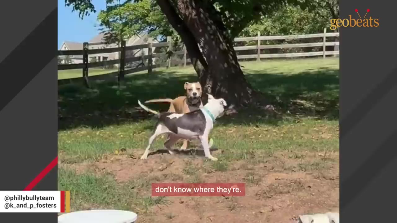 A black and white dog and a tan dog playing together in a grassy yard under a tree.