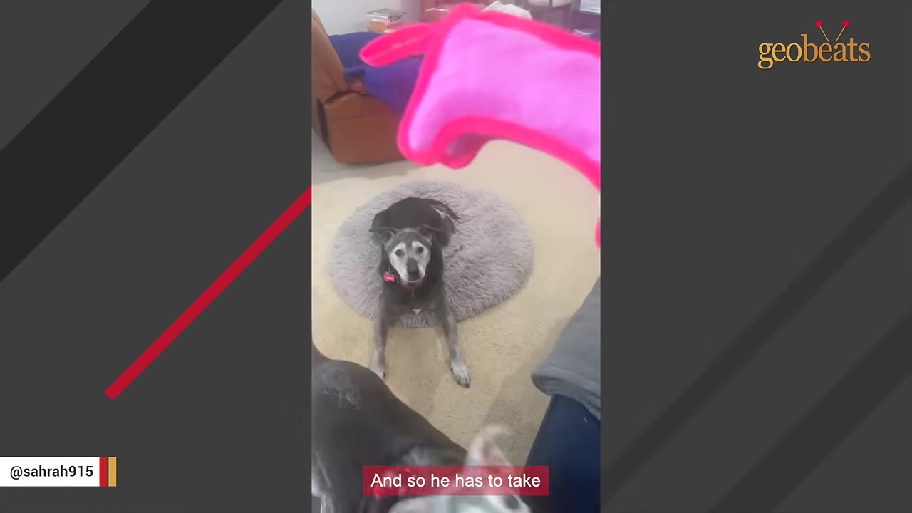 An older grey and black dog sits on a round, fluffy grey dog bed, looking up attentively.
