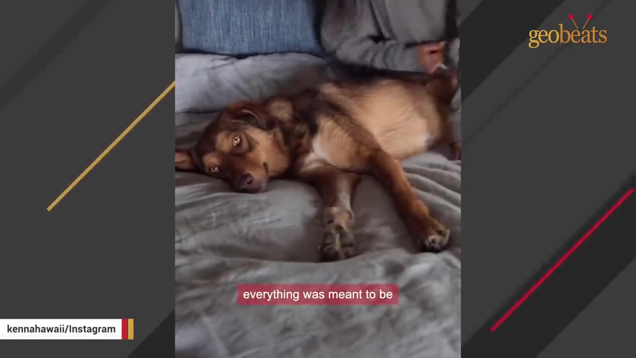 A brown and tan dog lying comfortably on a grey bed, looking relaxed.