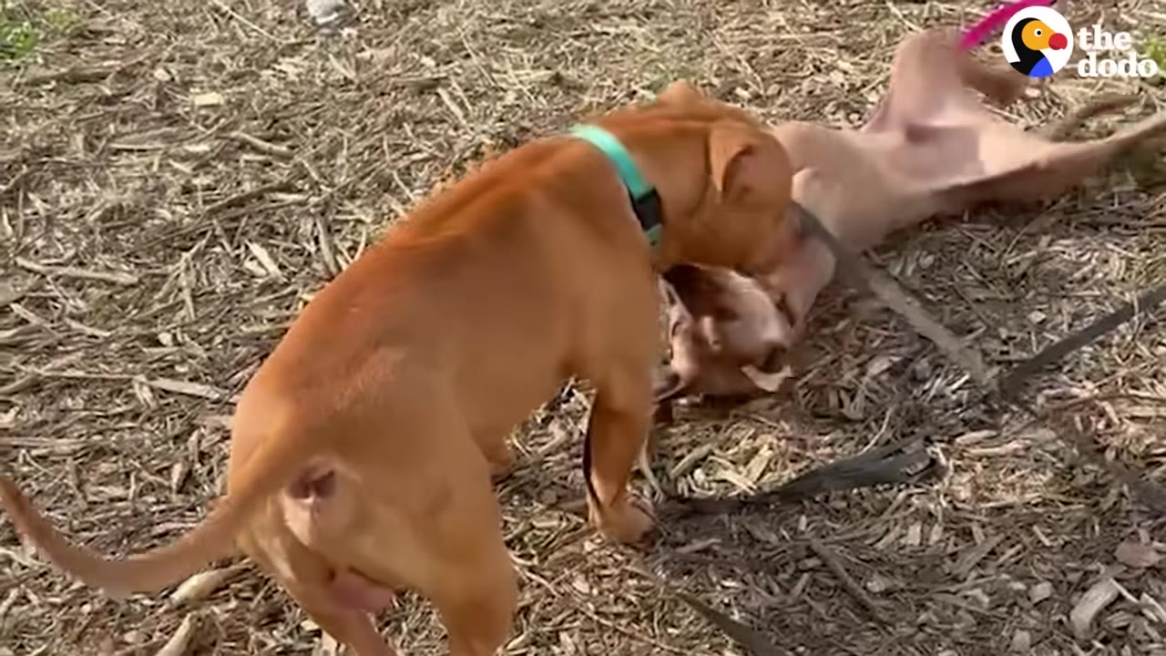 A tan dog wearing a teal collar sniffs another dog lying on its back on a woodchip-covered ground.