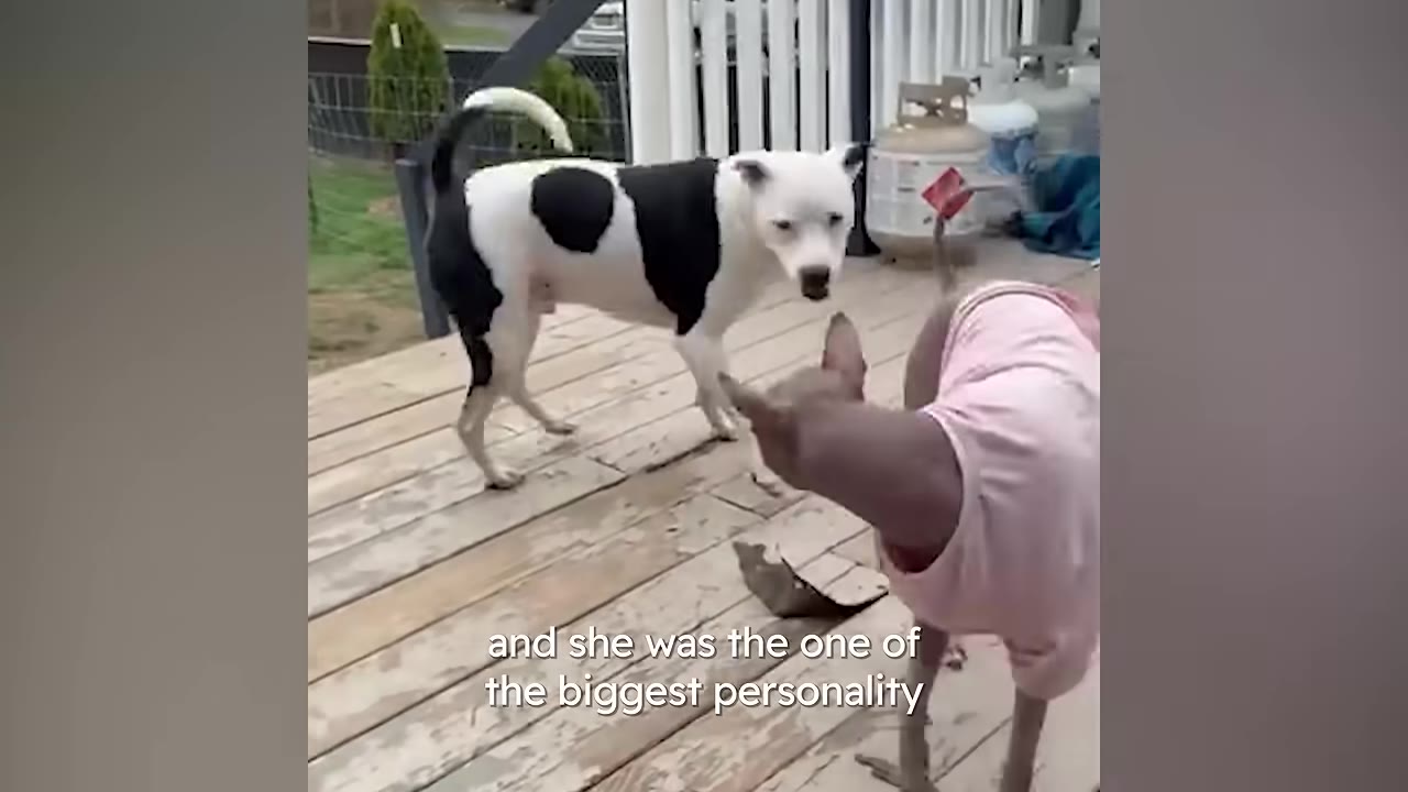 A hairless dog wearing a pink shirt sniffs a black and white dog on a wooden deck.
