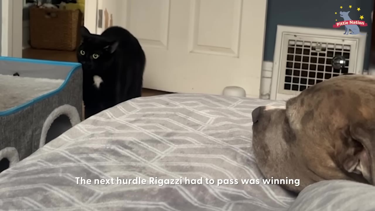 A brown dog lying on a bed looks towards a black cat with a white chest patch standing near a doorway.