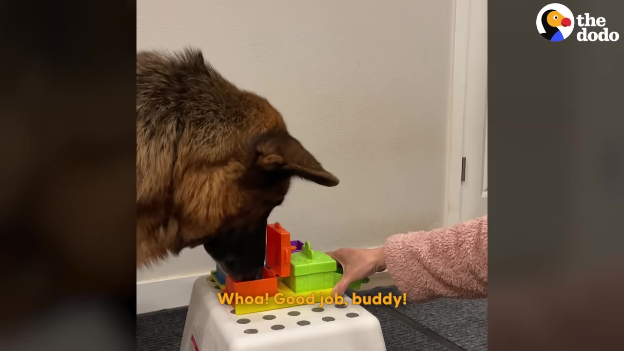 A German Shepherd dog sniffs at a colorful plastic puzzle toy on a white stool, while a person's hand in a pink fuzzy sleeve guides the toy.