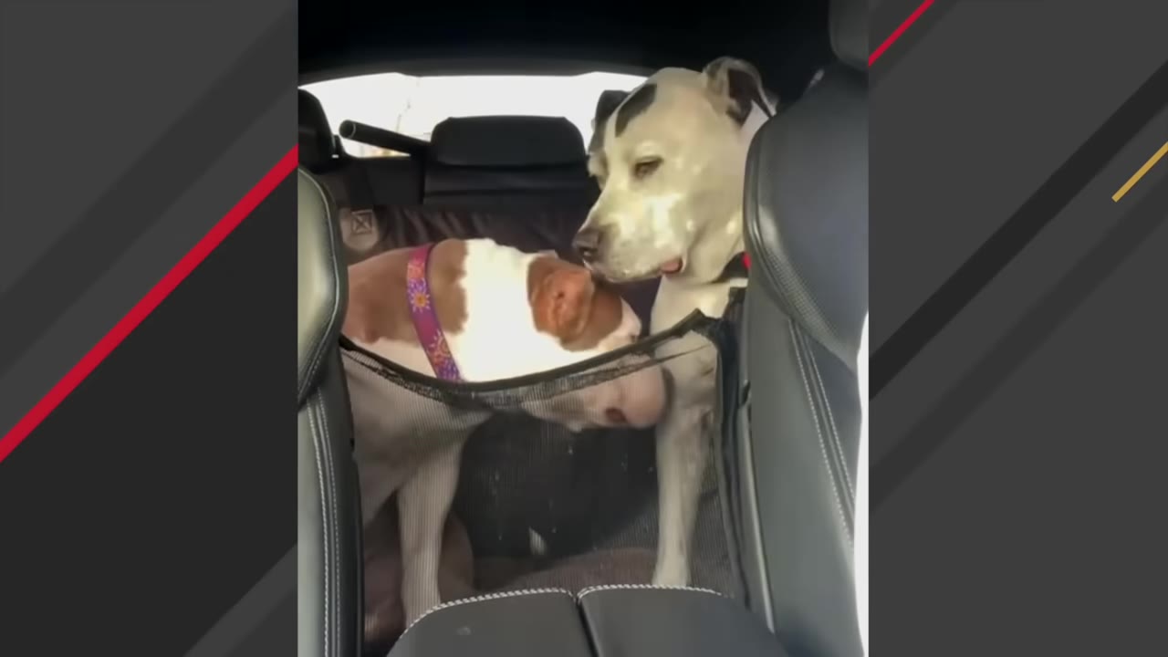 A white dog with black markings and a brown and white dog interacting affectionately in the back seat of a car.