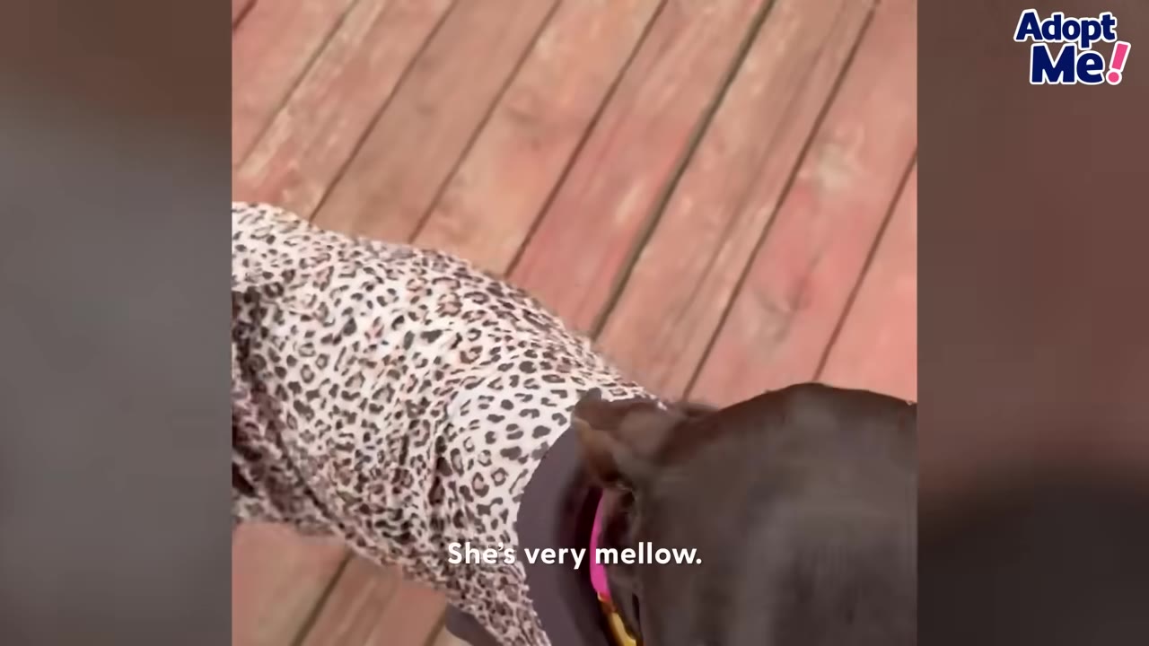 A close-up, high-angle shot of a dark-furred dog wearing a leopard-print sweater, standing on a wooden deck.