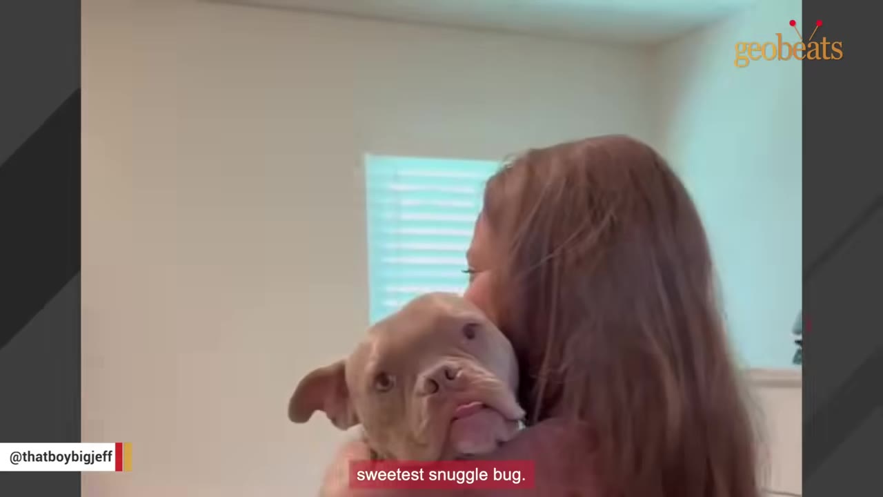 A close-up of a light brown pit bull being hugged by a woman with long brown hair, with the text 'sweetest snuggle bug' at the bottom.