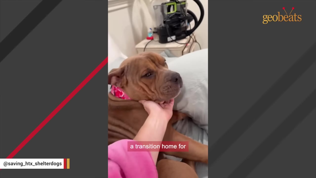A brown dog with a pink collar rests its chin in a person's hand while lying on a bed.