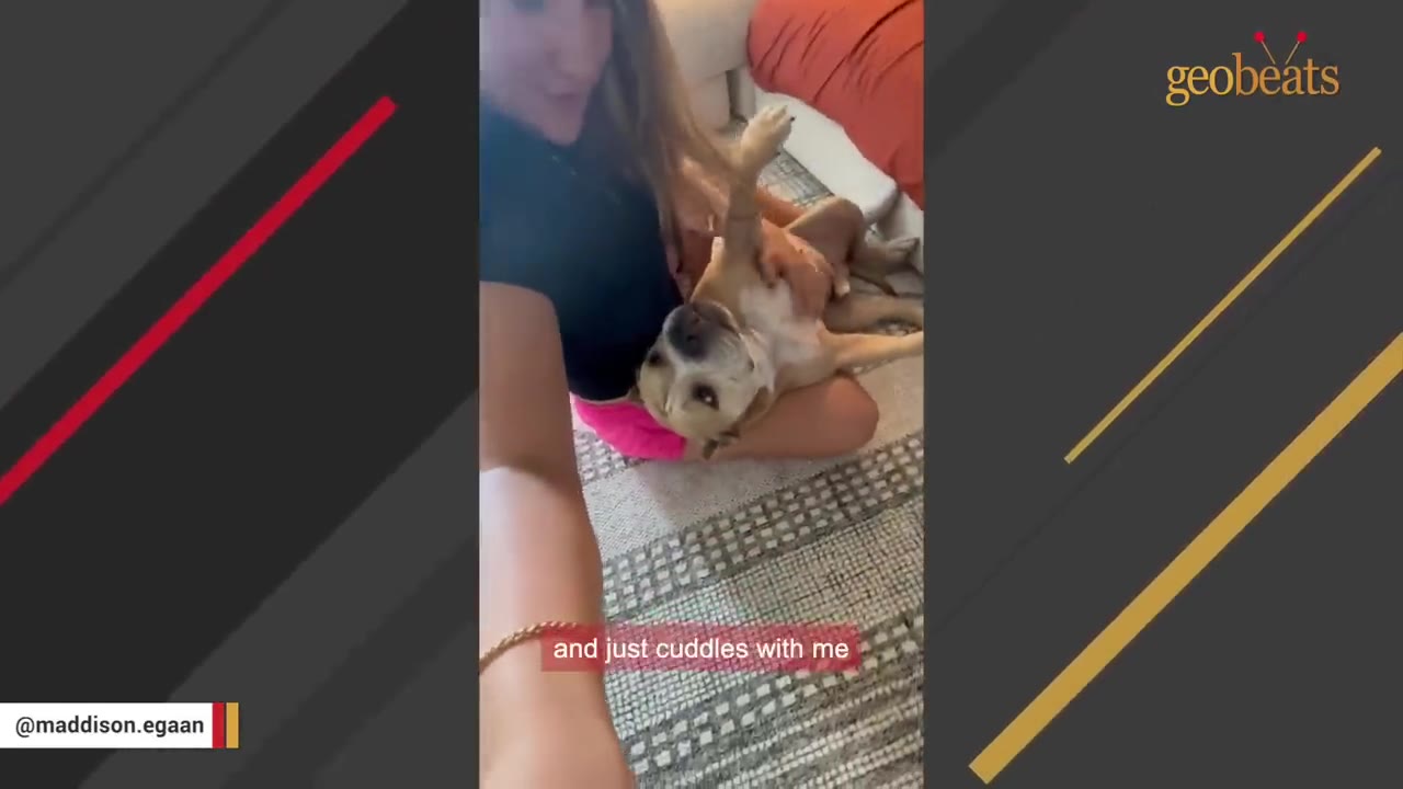 A woman sitting on a rug cuddles a light brown dog lying on its back in her lap.