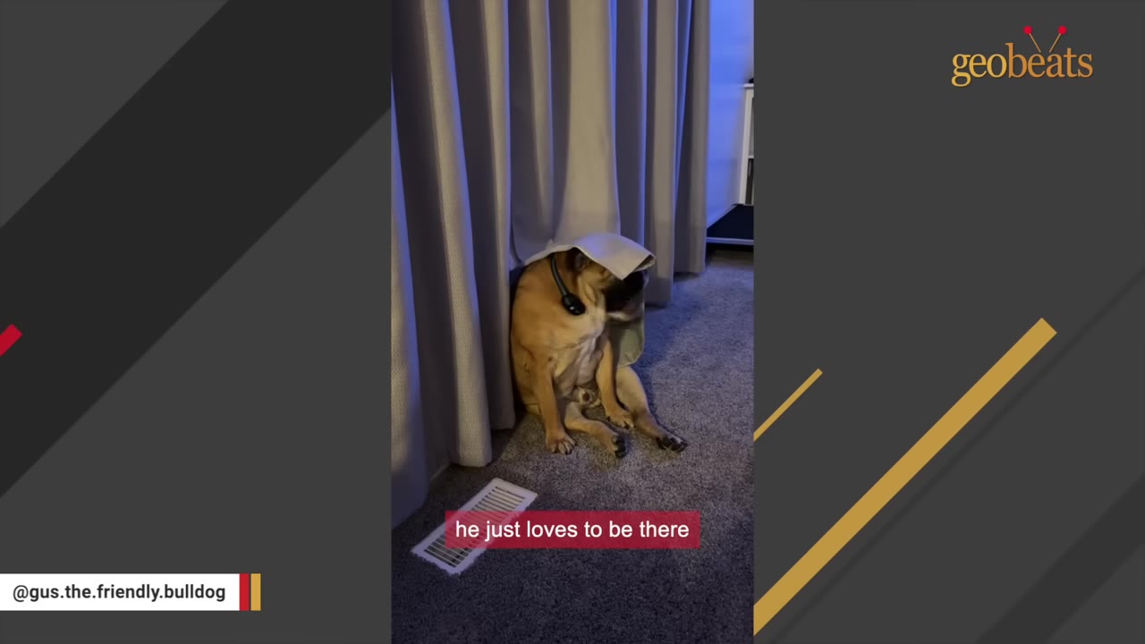 A tan bulldog sitting on a carpeted floor with a grey curtain draped over its head.