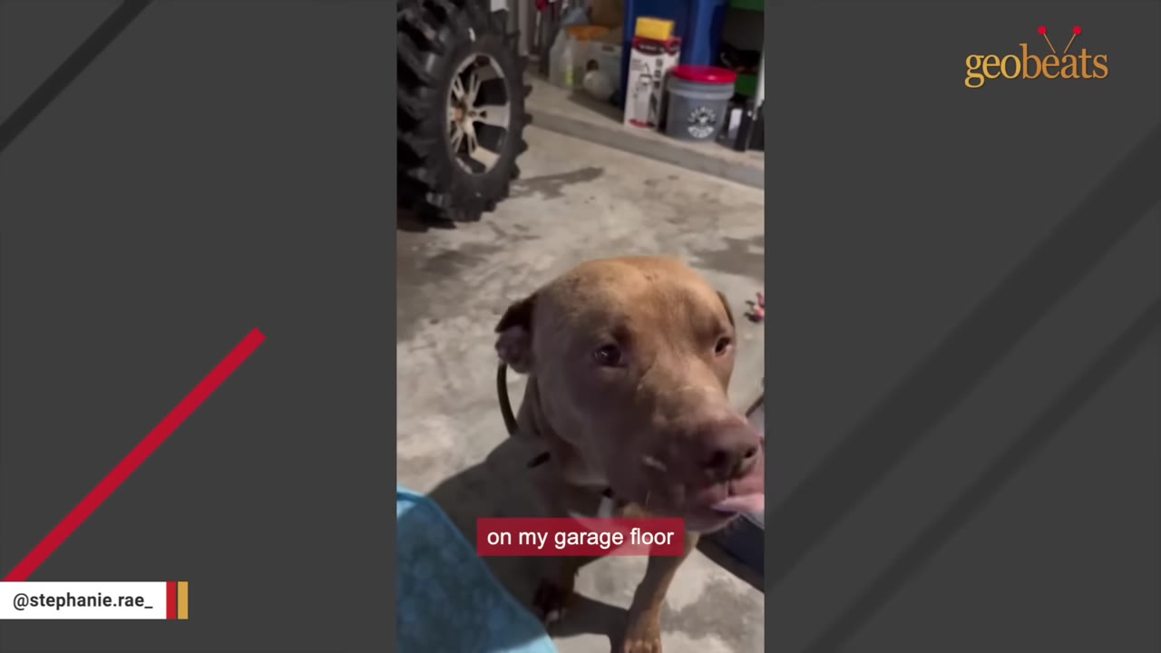 A brown dog stands on a concrete garage floor, looking up and licking a person's hand, with a large tire and garage items visible in the background.