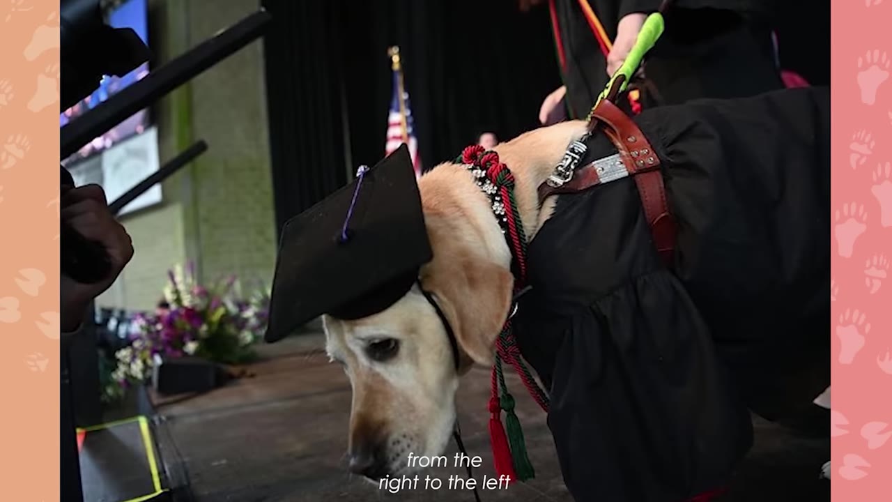 A yellow Labrador retriever wearing a miniature black graduation cap and gown walks across a stage on a leash held by a person in a graduation gown.