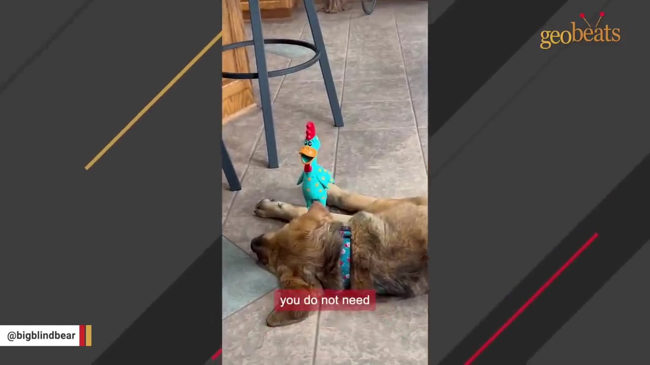 A brown dog lies on a tiled floor next to a blue toy chicken.
