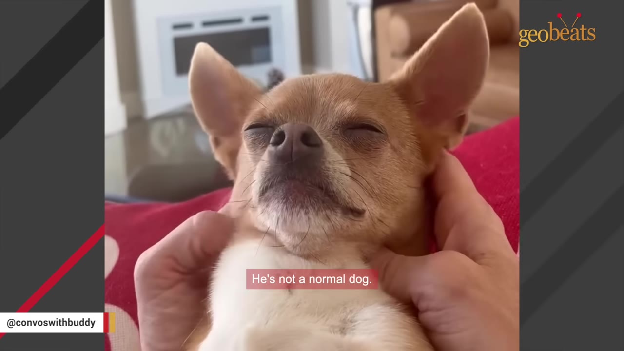 A close-up of a tan and white chihuahua with its eyes closed, looking content as human hands gently cradle its face.