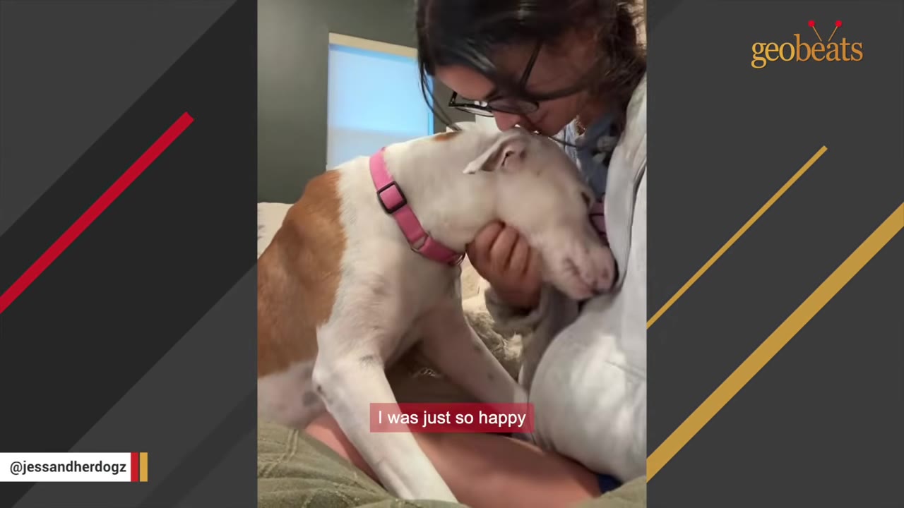 A brown and white dog wearing a pink collar leans its head affectionately into a woman's hands as she kisses the top of its head.