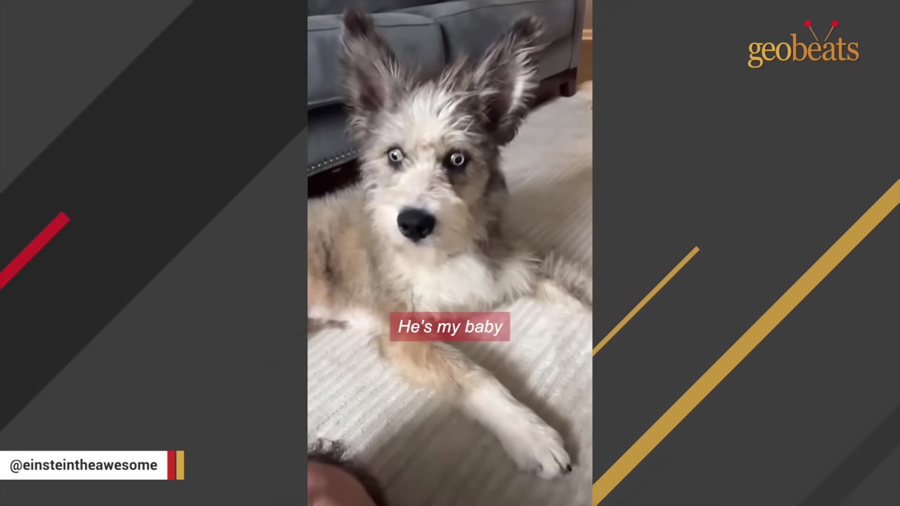 A fluffy, scruffy dog with bright blue eyes and large ears sits on a light-colored rug, looking directly at the camera.