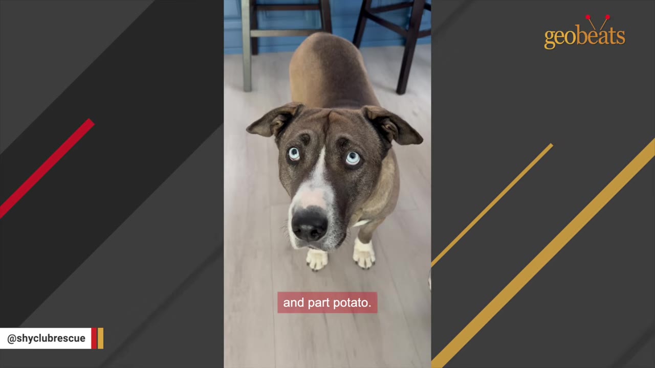 A brown and white dog with striking blue eyes looks up at the camera, with the caption 'and part potato' visible on screen.