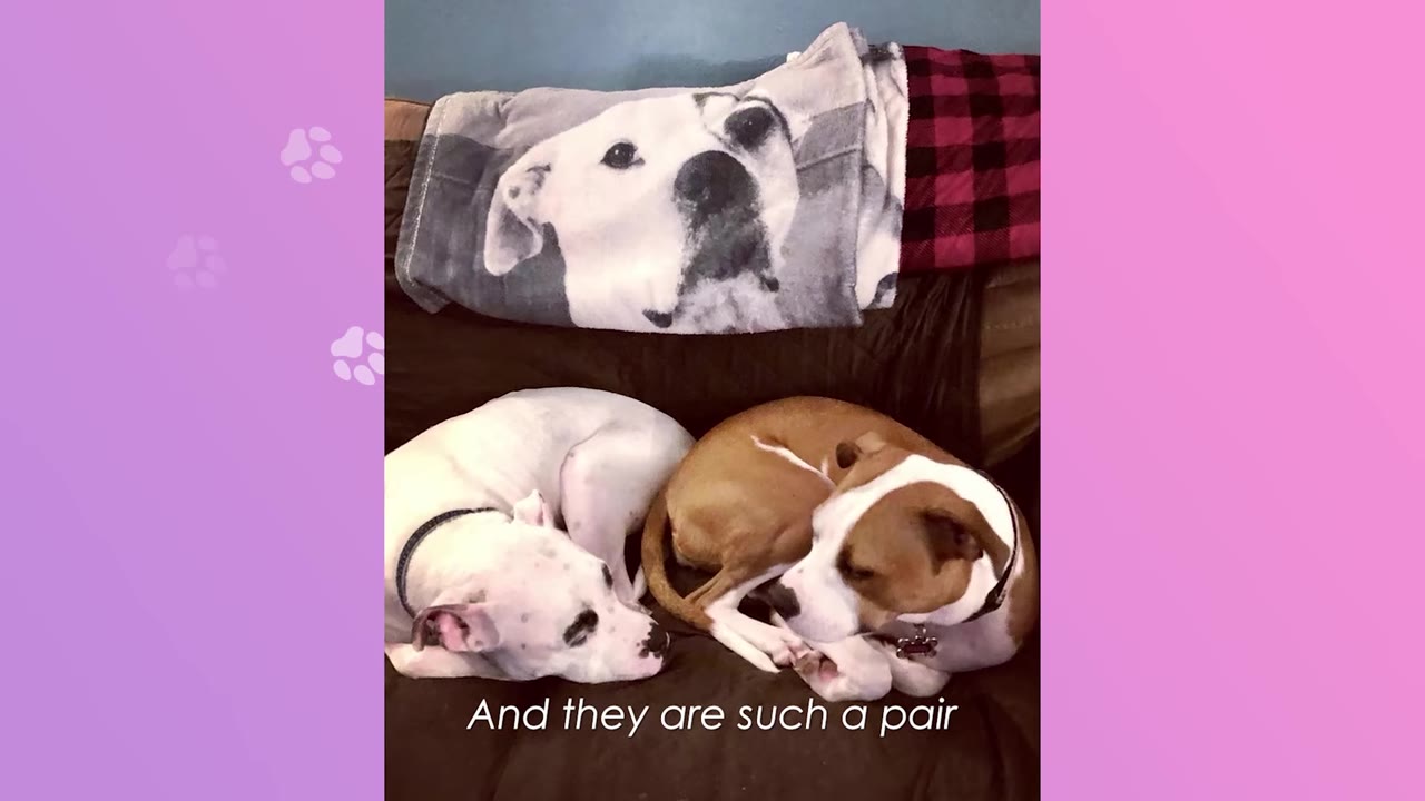 A white dog and a brown and white dog curl up next to each other on a dark couch, with a blanket featuring a dog's face draped behind them.