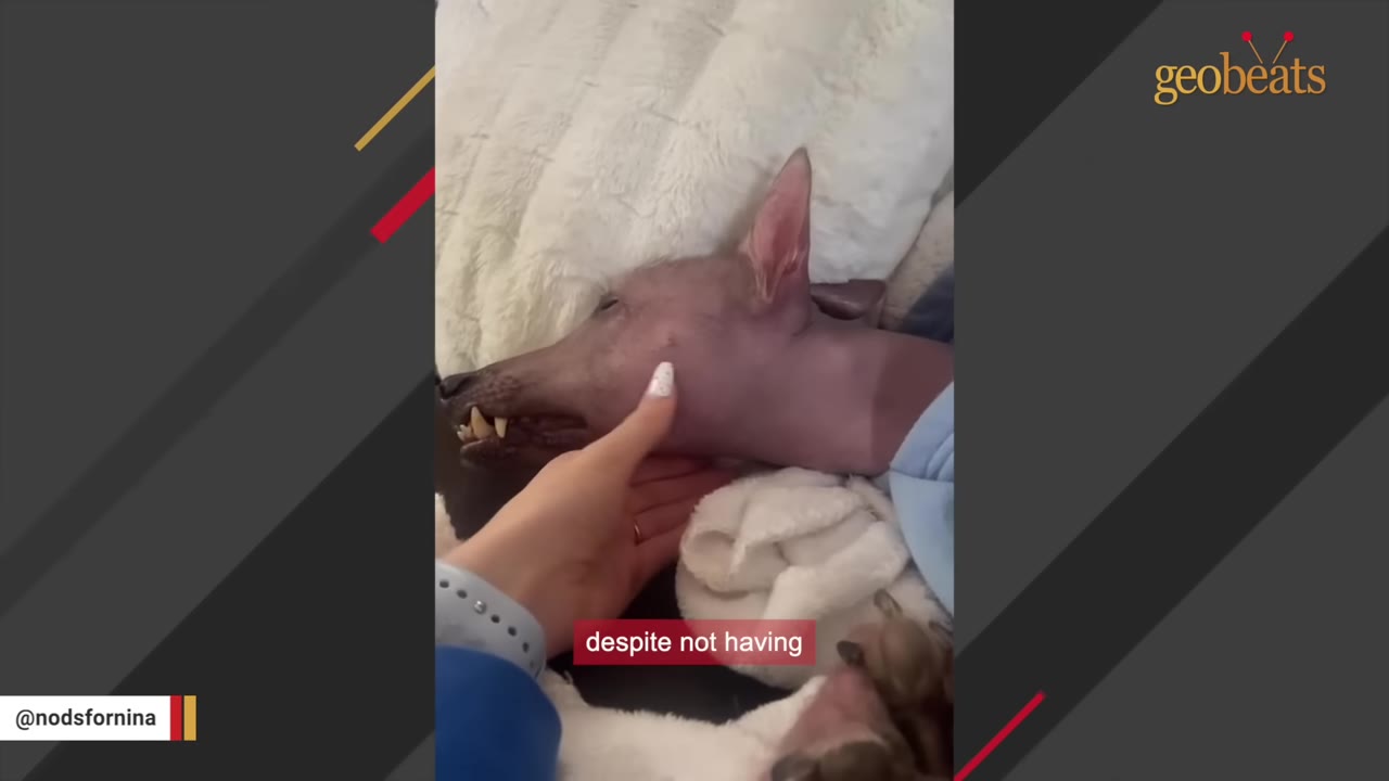 A close-up shot of a hairless dog lying down on a soft white blanket while a person's hand gently caresses its neck.