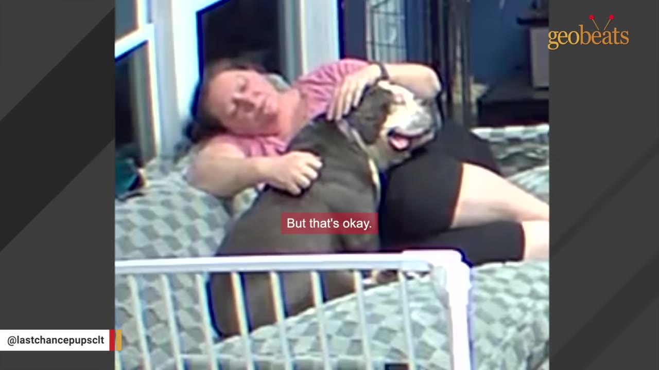 A woman lying on a bed cuddles a large grey and white dog who is looking up with a happy expression.