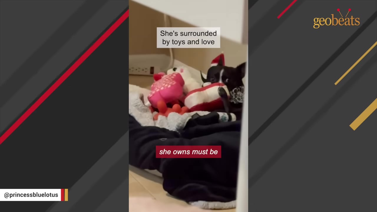 A small black and white dog wearing a tiny red hat sits surrounded by colorful plush toys in her bed.
