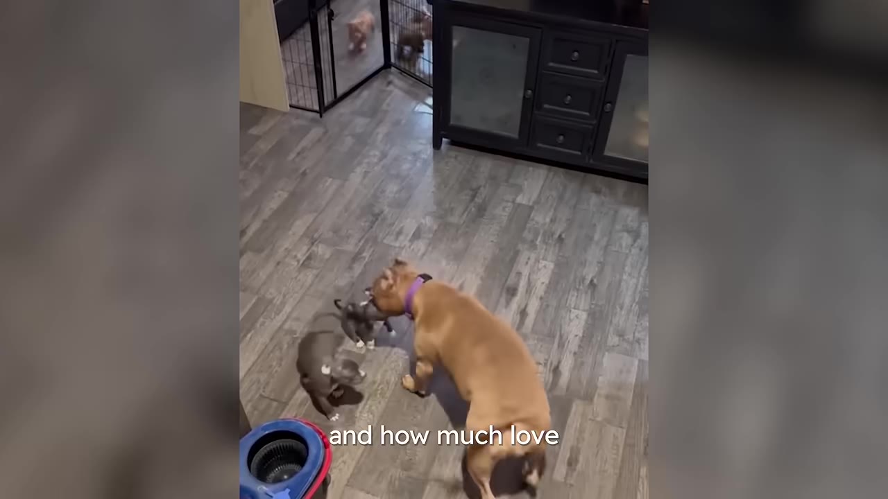 A tan pit bull gently leans down to sniff two small grey puppies on a wooden floor.