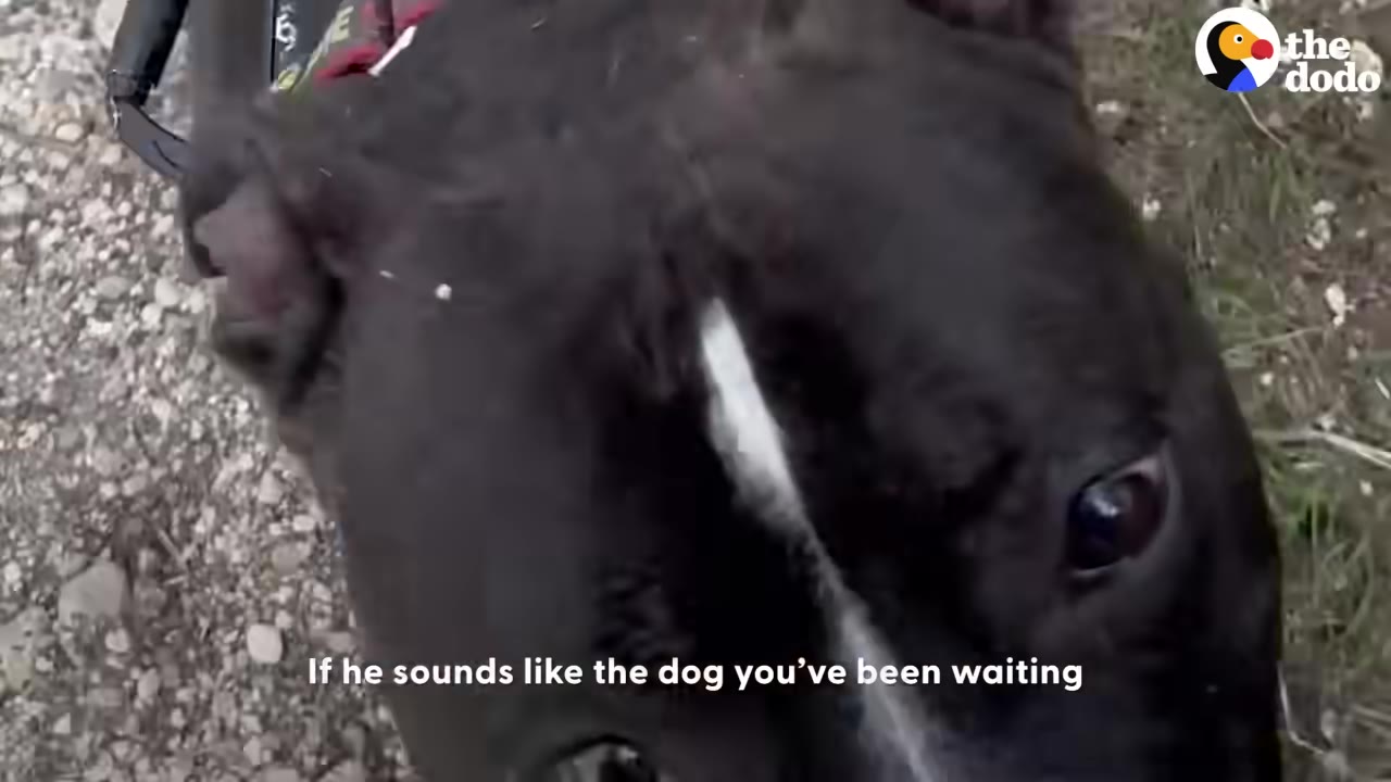 A close-up shot of a black dog with a white stripe on its face looking up towards the camera.