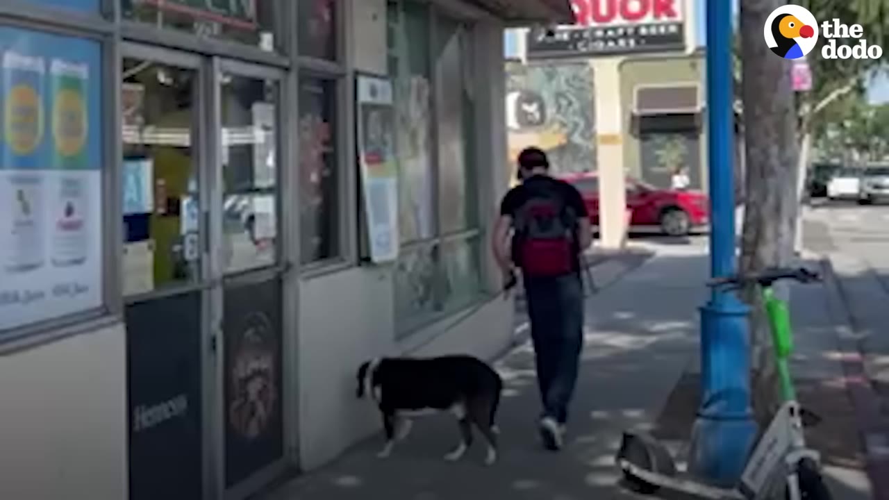 A black and white dog walks on a leash next to a person on a city sidewalk.