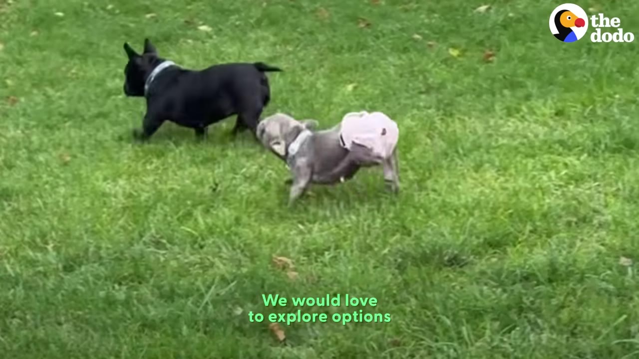 A grey French bulldog wearing a pink harness runs on a green lawn next to a black French bulldog.