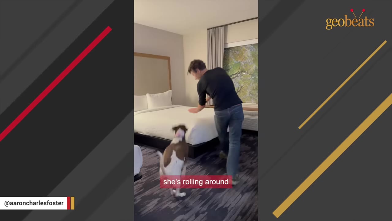 A man in a black shirt and jeans interacts with a brown and white dog in a hotel room with a large bed.