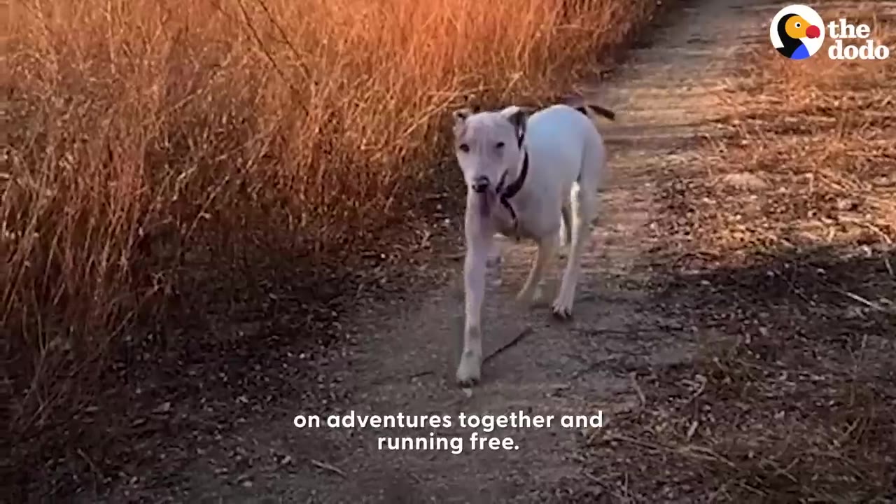 A white dog with a black collar running along a dirt path next to tall dry grass.