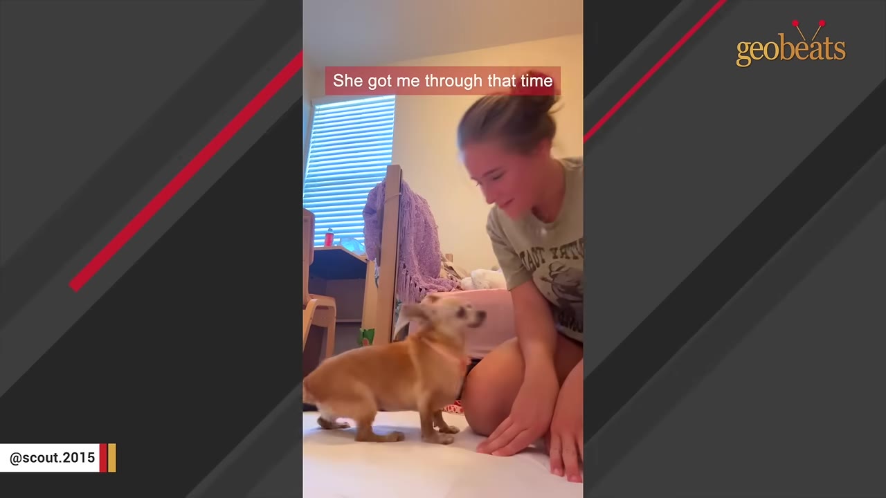 A woman smiles warmly as she kneels on a bed, looking down at a small tan Chihuahua standing in front of her.