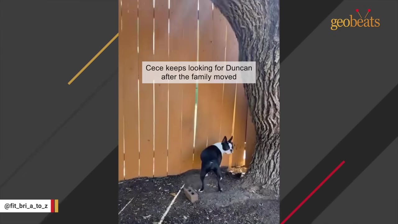 A black and white Boston Terrier stands by a wooden fence next to a tree trunk, looking back towards the camera.