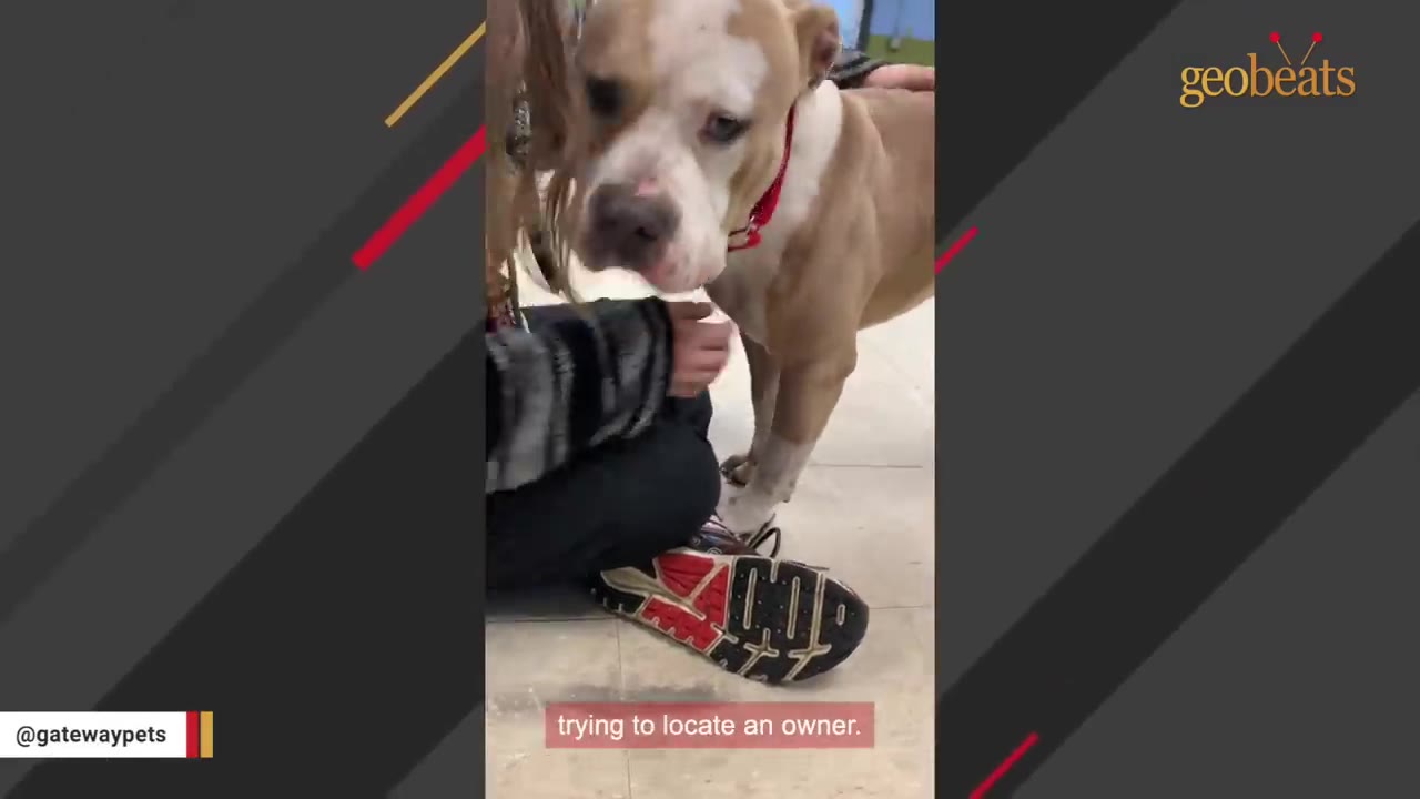 A tan and white pit bull mix wearing a red collar stands next to a person sitting on the floor, with a caption reading 'trying to locate an owner.'