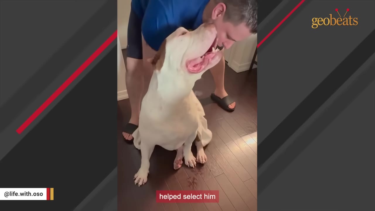 A large white and brown dog sits on a wooden floor, looking up affectionately with an open mouth at a man leaning down to kiss or nuzzle his head.