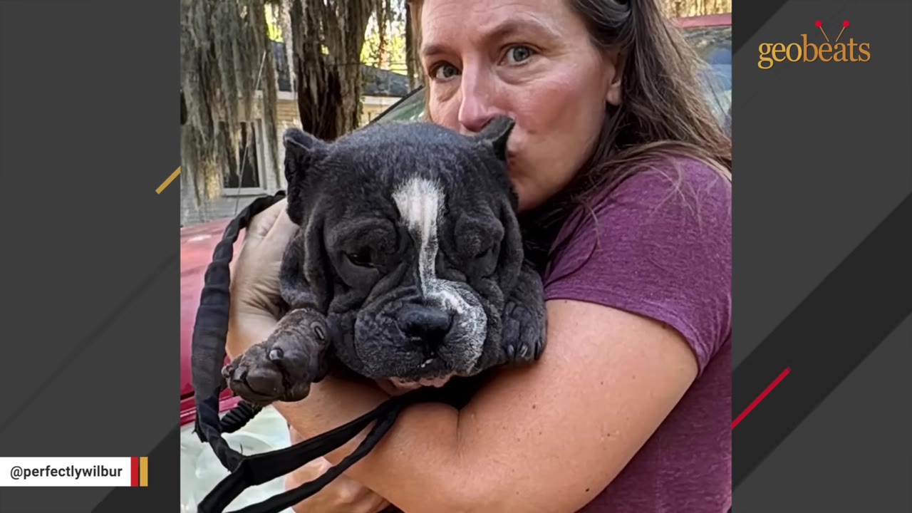 A woman holding a dark grey dog with a large, wrinkled head and chest close to her face.