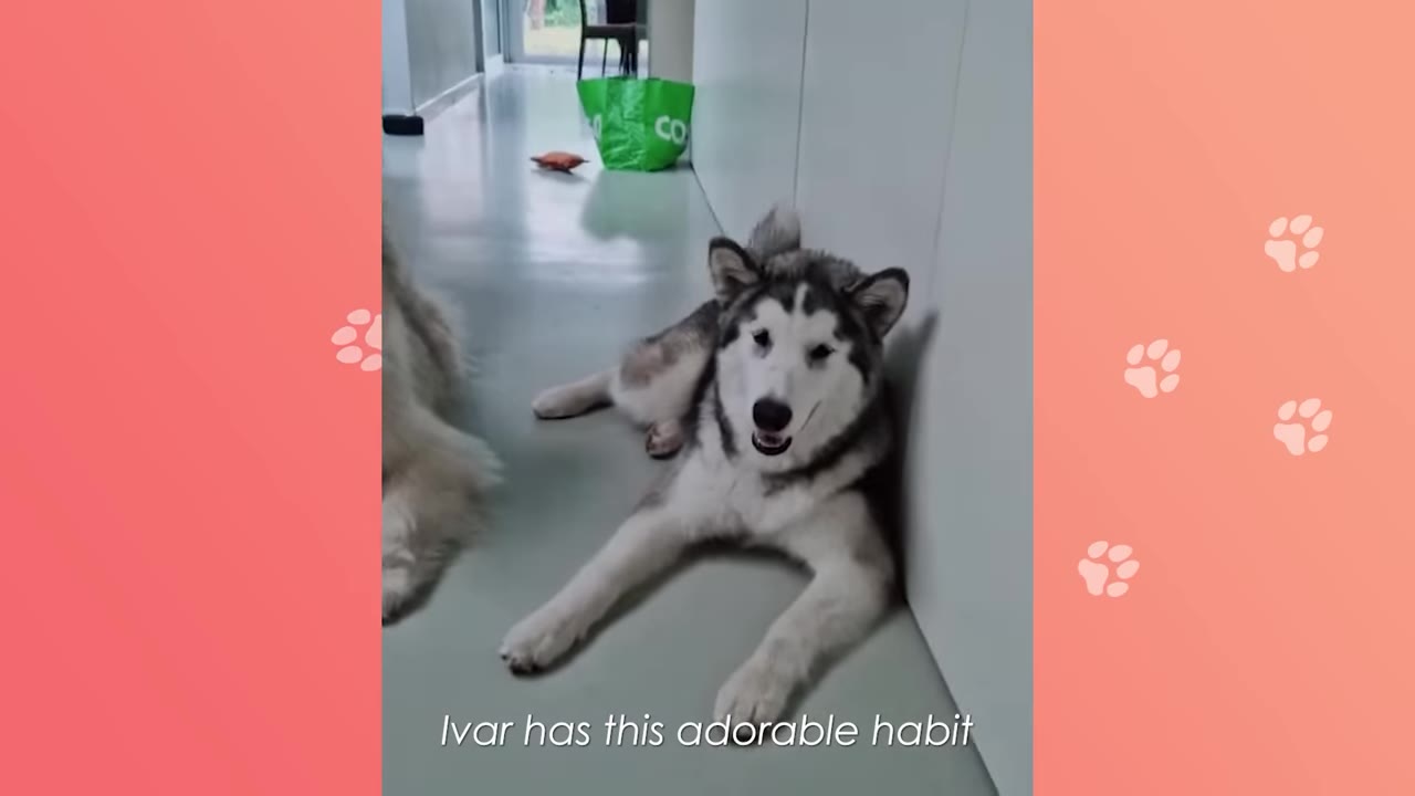 A fluffy Alaskan Malamute lies on a light-colored floor next to another dog whose rear is partially visible on the left.