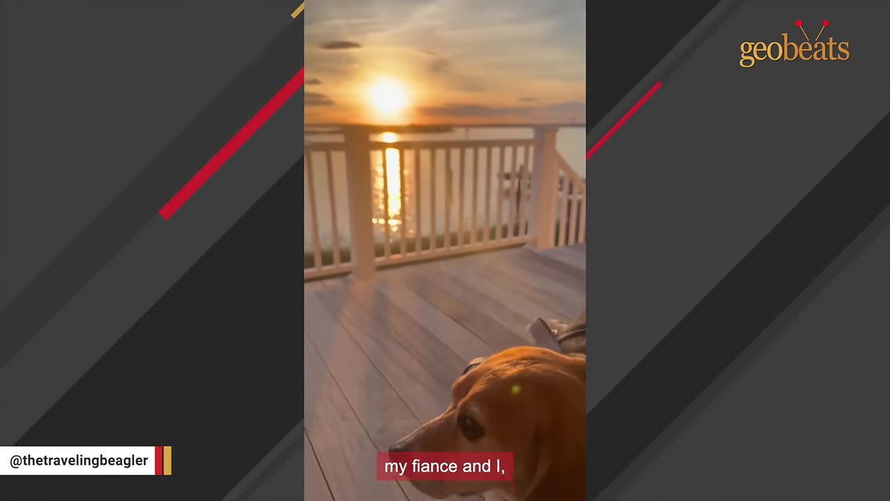 A beagle sits on a wooden deck overlooking a calm body of water during a bright sunset.