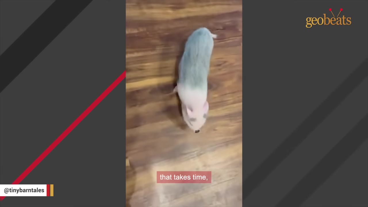 A high-angle shot of a small, light-colored pig with a grey back walking forward on a wooden floor.