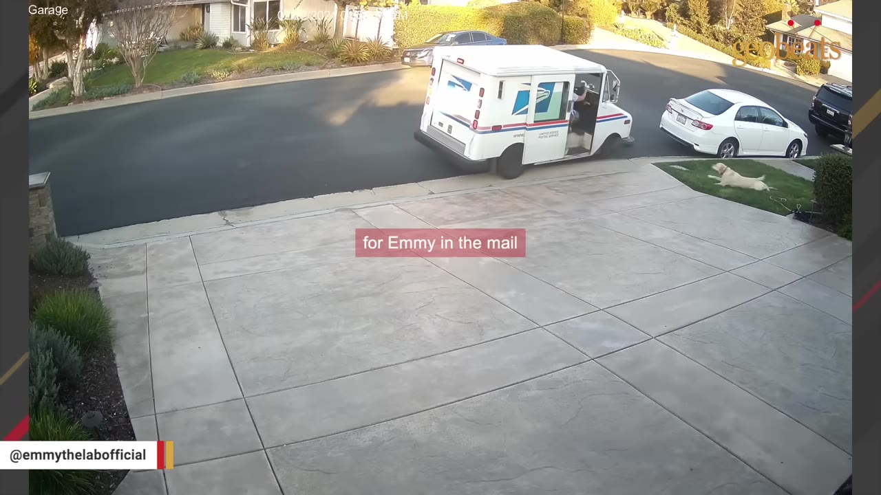 A security camera view of a USPS mail truck driving past a driveway where a yellow Labrador retriever is lying on the grass.