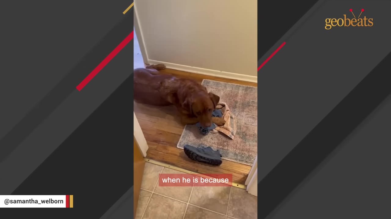 A brown dog lying on a rug outside a bathroom doorway next to a shoe and a towel, looking up towards the camera.