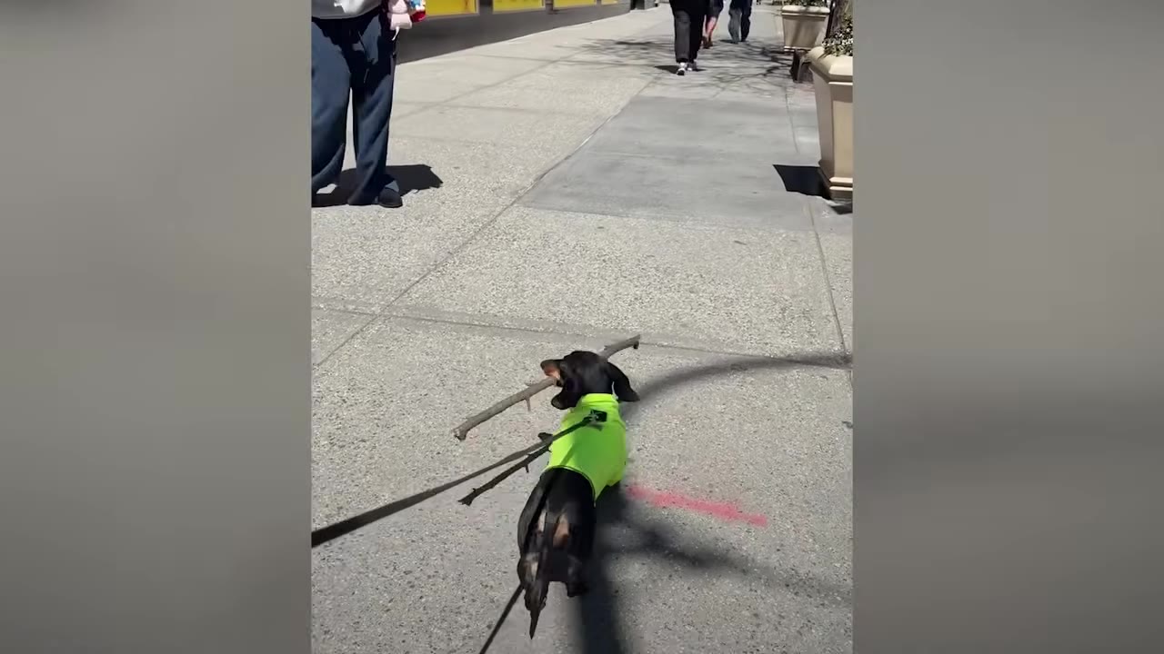 A small black dachshund wearing a bright neon green vest walks on a sunny city sidewalk while carrying a long stick in its mouth.