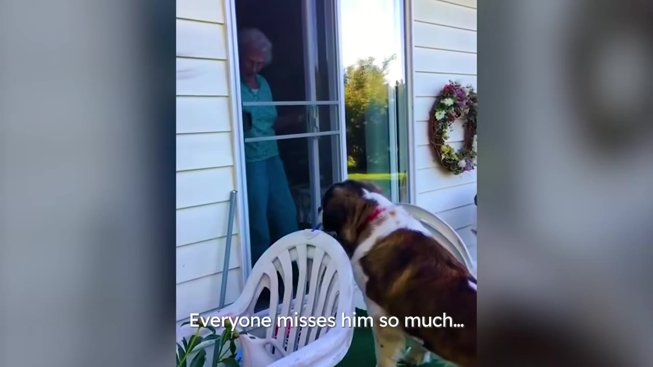 An elderly woman in a green shirt looks out of a sliding screen door at a large brown and white dog standing on a patio.