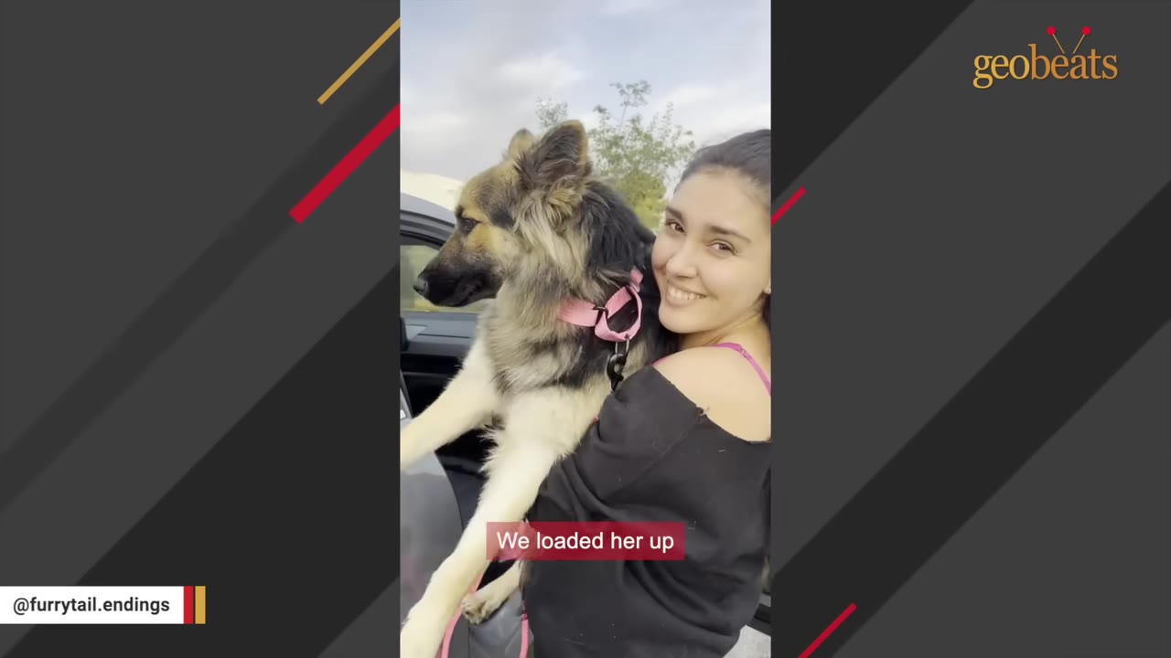 A smiling woman holds a fluffy German Shepherd dog with a pink collar next to a car door.