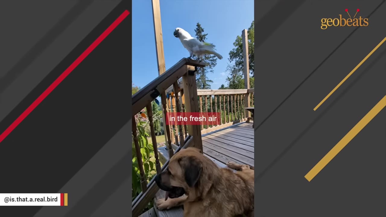 A white cockatoo stands on a wooden deck railing in the bright sunlight, with a brown dog resting on the deck below.